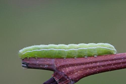 Réf. 303 323 : Amphipyra tragopoginis